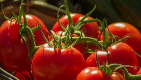 Хороший урожай овощей в России позволил снизить цены на четверть